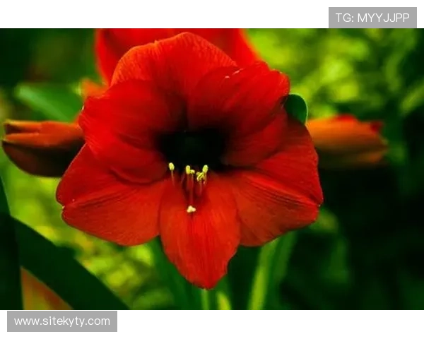 开运手机入口助你轻松开启每日好运气势不可挡